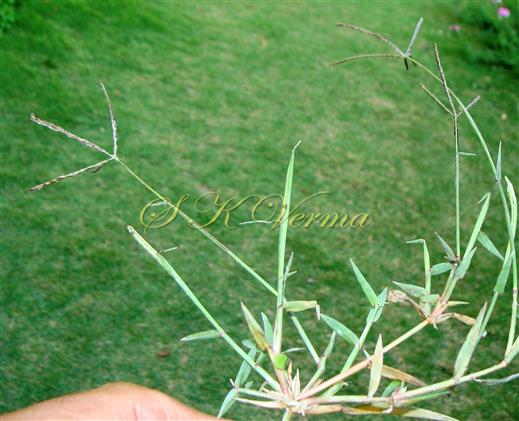  Plant